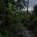Pontianak folklore inspired banana grove and dark village path